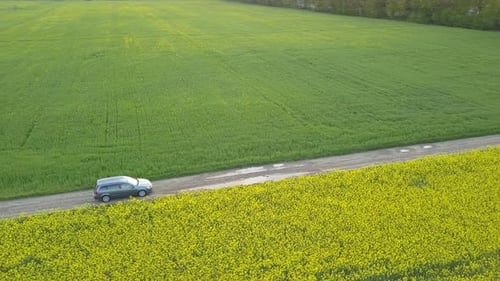 A Car Moving on a Dirt Road Between Blooming Spring Fields