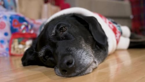 A close-up view of a sleepy black senior labrador dog wearing a Christmas-themed sweater as it lies