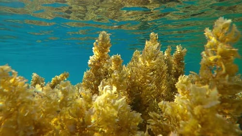 Close-up of Sargassum brown seaweed on shallows reflecting in surface against blue water