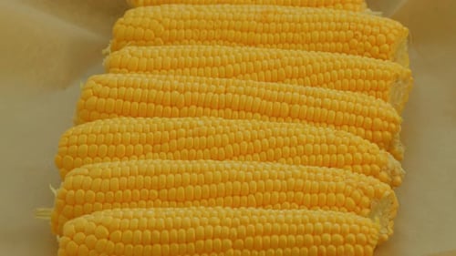Close up of raw fresh sweet yellow corn