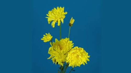 Yellow Flowers Wilting on a Blue Background