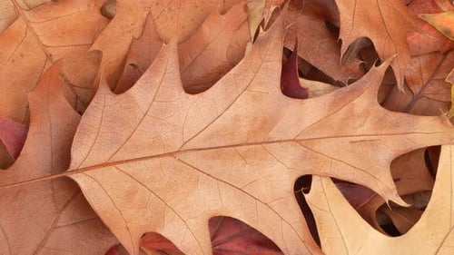 Close Up of Brown and Red Autumn Leaves