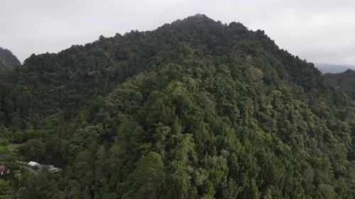 Aerial footage of spruce forest trees on the mountain hills at misty day
