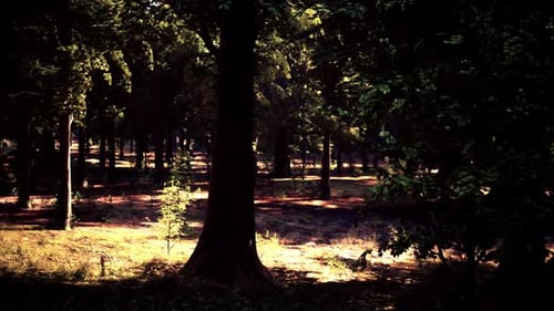 The Sun Shining Through the Trees in a Serene Forest