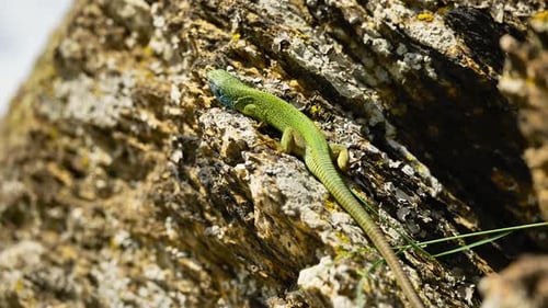 A vibrant lizard basks in the sun on a rocky surface, its colorful scales glinting in the sunlight.
