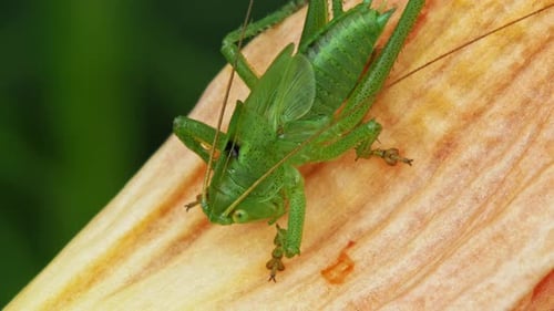 Common Green Grasshopper On A Petal. close up