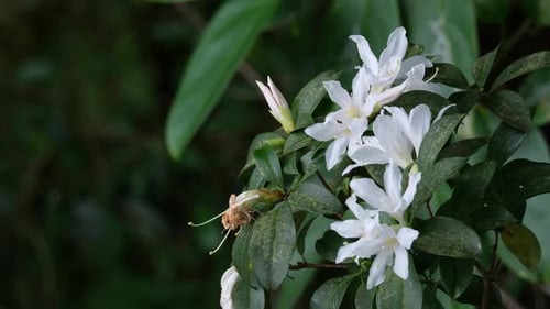 A closer capture of these lovely white flowers of a tree in the forest, Thailand