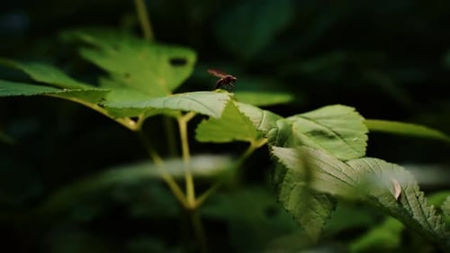 Swamp fly cleaning off wings, sitting on leaves and enjoying the sunlight