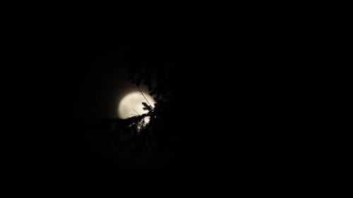 Glowing Moon Behind Silhouetted Tree Branches at Night
