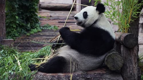 Cute Happy Funny Giant Panda Eating Bamboo