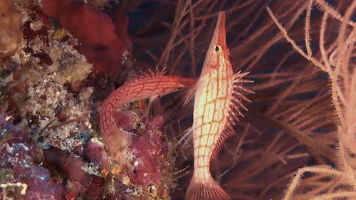 Two longnose Hawkfish