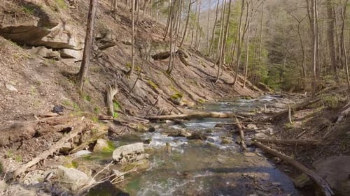 Ein ruhiger Waldbach fließt an einem sonnigen Tag durch eine felsige Landschaft