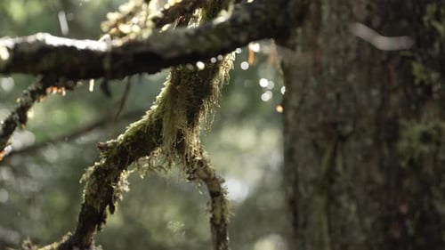 Raindrops On Mossy Branch Of Tree In The Forest