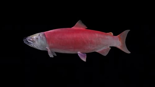 Red Sockeye Salmon Fish - Swim Loop - Side Close Up View - Alpha Channel