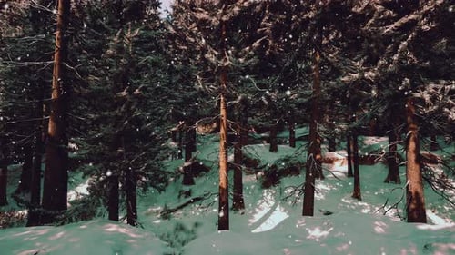 Eine verschneite Landschaft mit einer Gruppe majestätischer Bäume, die hoch stehen