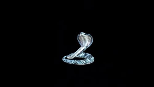 Attaque du roi Cobra