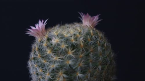 Pink Flowers on Spiny Cactus Close-Up