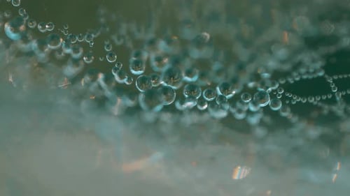 Eine Aufnahme eines Spinnennetzes, das mit Tautropfen bedeckt ist und ein atemberaubendes natürliches Muster erzeugt. Der Tau spiegelt