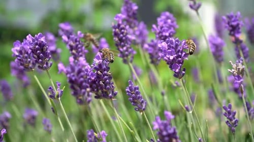Purple Lavender Flowers Flower in the Field Nature Background Grow a Fragrant Plant in the Garden