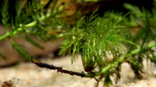 Larve de chironomide nageant sous l'eau