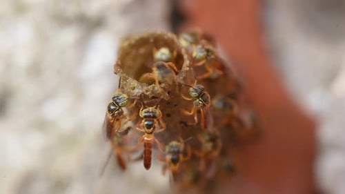 Stingless Bees Gather Around Tubular Nest Entrance