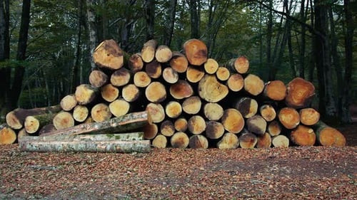 Neatly Stacked Lumber Pile in a Dim Forest