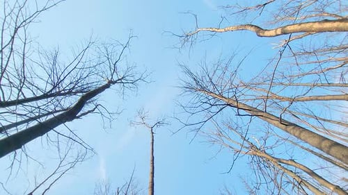 Sparse deciduous trees blowing in the wind
