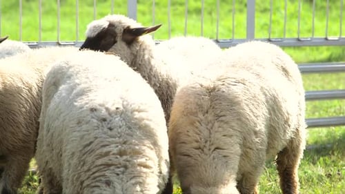 Sheep Graze in the Temporary Corral in the Market.