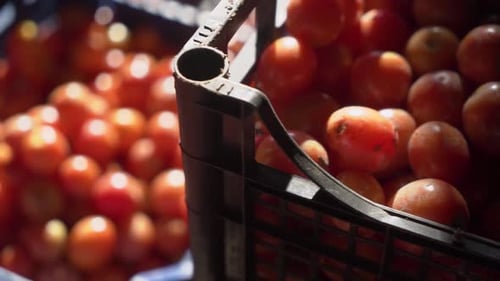 Fresh Red Tomatoes in Crates at Market
