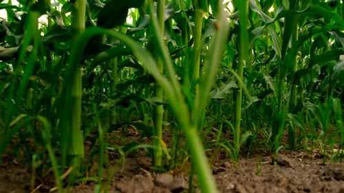 Junger Mais auf dem Feld: Selektiver Fokus