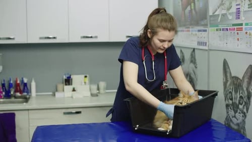 A Veterinarian Takes a Cat for Examination at a Veterinary Clinic