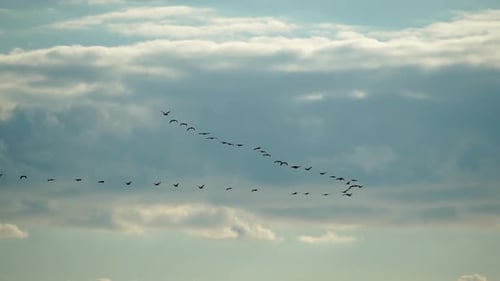 a Flock or School of Migratory Birds Flies Under a Clear Sunset Sky Over the Sea Along the Coast