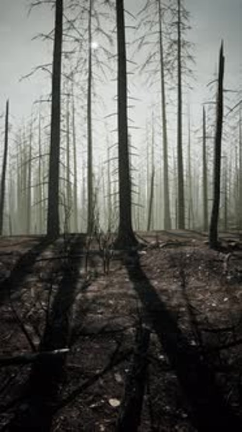 Burnt Forest With Numerous Dead Trees