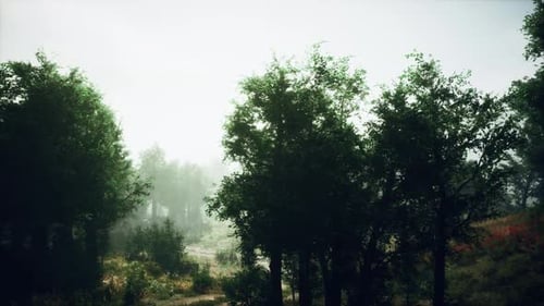 A Misty Forest with Dense Foliage