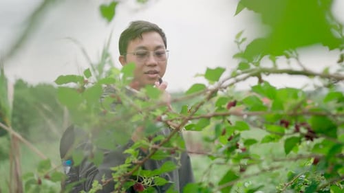 Wild berries that hikers enjoy eating A hungry man picks red mulberry from a branch while traveling