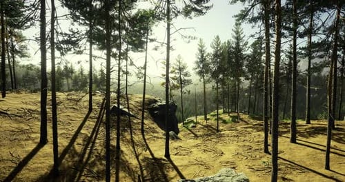 Towering Trees in a Forest with Sunlight Filtering Through Leaves