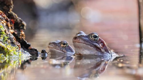 Brown frog (Rana temporaria) close-up in a pond.