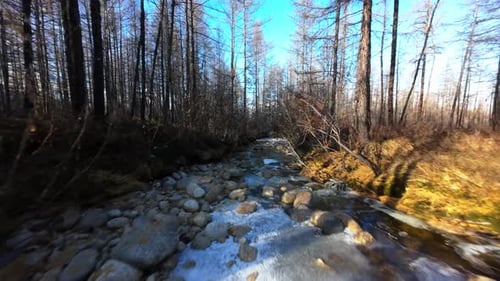 Frozen Stream Flows Through Winter Forest