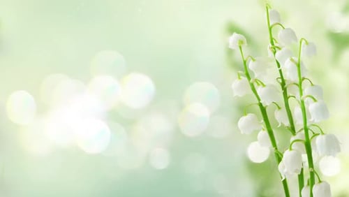 Lilly of the Valley Flowers