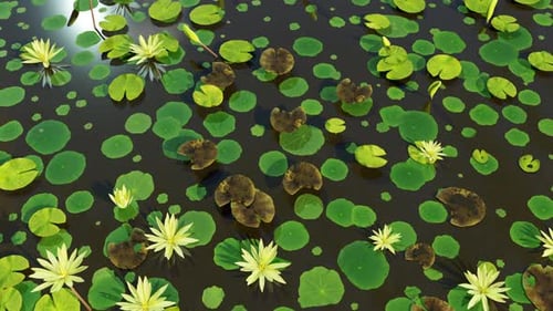 Water Lotus On Lake 01 4K