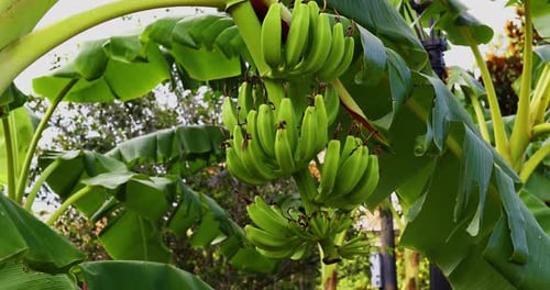 This is a video of a banana tree with many bananas growing on it.