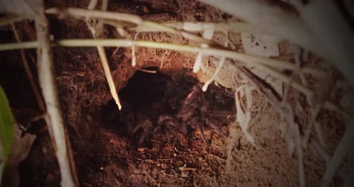 Burrow with multiple Chicken Spiders moving together , following shot in the Peruvian Amazon forest