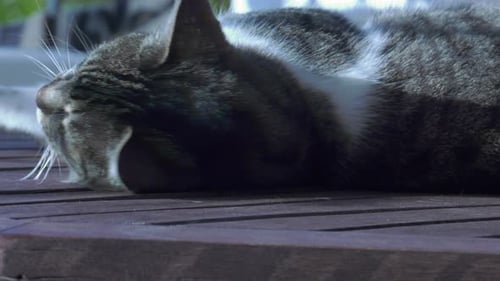 Gray Tabby Cat Sleeping on Wood Surface