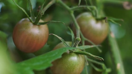 Tomatoes in bunches hung on a branch. Green tomatoes ripened
