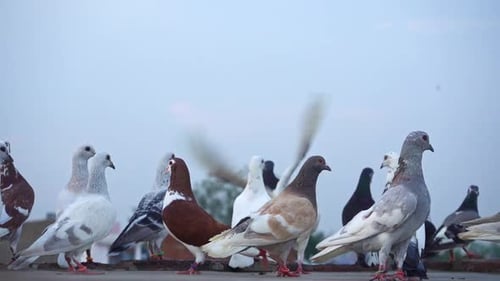 Group Of Pigeons Flew Together - close up