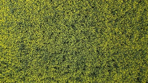 Top View Of Yellow Rapeseed Field In Spring Natural Background