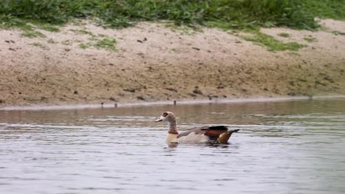 Eine Ente schwimmt friedlich in einem ruhigen Gewässer in der Nähe eines sandigen und grasbewachsenen Flussufers.