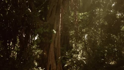 Lush Jungle Landscape in Vietnam Illuminated By Soft Sunlight in Morning