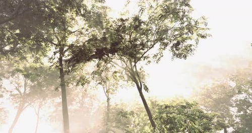 Lush Green Trees Bathed in Soft Morning Light in a Tranquil Forest