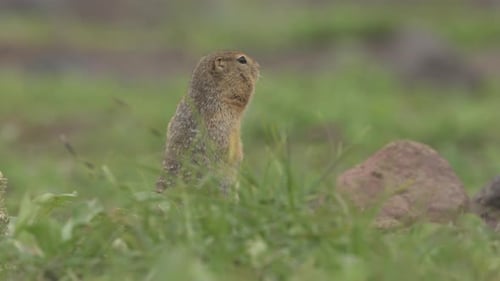 Esquilos terrestres curiosos: cães da pradaria na grama verde de Kamchatka